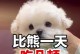 揭秘比熊一直睡的原因（探寻比熊爱睡觉的原因及其健康影响）