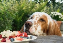 狗狗怀孕期间的饮食需求及喜好（了解狗狗怀孕期间的饮食需求，宠物主人需知）