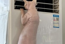 为猫咪提供冬季保暖，让它舒适过冬（开启电暖炉或地暖，让你家猫咪远离寒冷的侵袭）