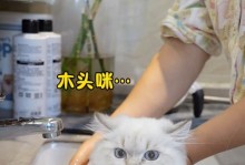 正确的小猫洗澡水温度及注意事项（如何确保小猫洗澡时使用适宜的水温，避免伤害）