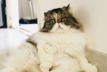 以脾气好的猫咪为主题的品种概述（探索善良可爱的猫咪世界）