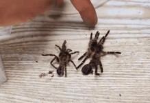 蜘蛛为什么蜕皮？（揭秘蜘蛛蜕皮的原因和意义）