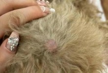 狗血糖高的症状一览（了解狗血糖高所表现出来的症状，保护你的爱犬健康）