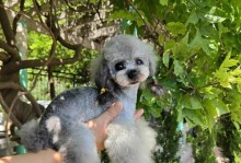 以公泰迪什么时候配种？（了解泰迪犬配种的最佳时间和适宜条件）
