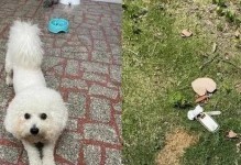 比熊哼哼唧唧的含义揭秘（通过比熊的不同哼唧声，你了解它在表达什么吗？）