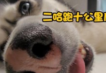 为什么我家狗不回家？（探究狗狗不回家的原因及解决方法）