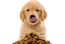 如何合理喂养50天金毛宠物狗（每餐吃多少狗粮？金毛宠物狗的饮食需求与建议）