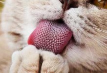 以廉价低刺鱼为猫的主要食物（发掘经济实惠、少刺的鱼类，给猫提供营养均衡的饮食）