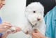 狗狗第四次疫苗时间表及注意事项（宠物的健康需求与责任）