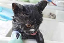 如何给宠物猫咪洗澡（实用技巧帮你轻松搞定猫咪洗澡）