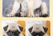 以巴哥，你的可爱小伙伴（探寻以巴哥的不同名字和特点）
