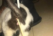 猫屁股有白虫——对猫病虫害的解析（揭秘猫屁股白虫，保护你的爱猫健康）