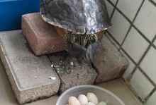 乌龟的初食与饲养（刚出生的乌龟应该如何喂养？）