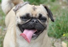 探究以巴哥犬哮喘的原因（揭秘以宠物为主的常见疾病，）