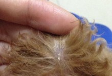 狗狗皮屑防治大全（宠物健康必知，狗狗皮屑防治全攻略）