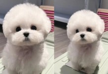 小比熊疫苗（选择适当的时间点，为小比熊注射疫苗）