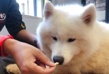 为什么萨摩看见贵宾会大声叫？（探究萨摩对贵宾犬的叫声原因）
