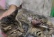 为什么不能遗弃猫？（深入探讨猫咪的无辜和责任）