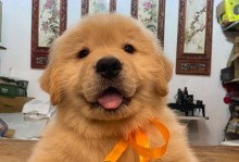 金毛狗为什么腿很短？（探究金毛狗腿短的原因及其影响）