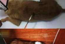 狗狗自发性射精的原因及解释（探索为什么狗狗会自己射精以及其影响因素）