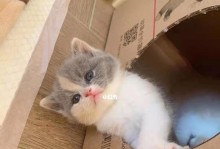 两个月小猫的饮食规划（从幼猫到成猫的饮食需求，小猫想吃的，不一定就是它需要的）