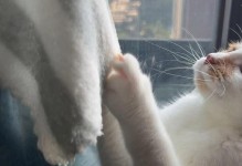 猫咪的日常生活（探索猫咪的奇妙世界，从蹦蹦跳跳到懒洋洋）
