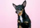 探寻最小体积的犬种——27.体积最小的犬种是什么犬？（揭秘小巧玲珑的迷你犬种，让爱宠更便携）