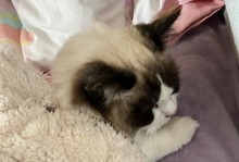 母猫绝育后多久能恢复正常睡觉？（探究母猫绝育手术对睡眠的影响及恢复时间）