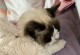 母猫绝育后多久能恢复正常睡觉？（探究母猫绝育手术对睡眠的影响及恢复时间）