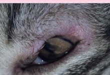 猫咪眼睛易患疾病的原因及防治方法（揭秘猫咪常见眼病，了解预防与治疗）