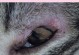 猫咪眼睛易患疾病的原因及防治方法（揭秘猫咪常见眼病，了解预防与治疗）