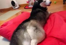 狗狗为什么喜欢蹭屁股？（探究狗狗蹭屁股的原因及行为背后的意义）
