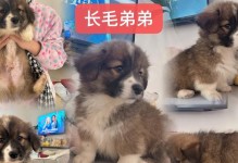 柯基犬价格合理的评估与分析（从品种纯正到健康情况，了解柯基犬的价格范围与因素）