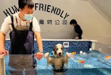 边牧的营养需求与汤类食谱（满足边牧健康成长的汤类饮食）