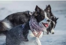 牧羊犬感冒的症状与治疗（详解牧羊犬感冒的常见症状及处理方法）