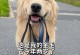 金毛幼犬的适宜洗澡时间（金毛幼犬洗澡的最佳时机和注意事项）