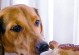 狗狗为什么不喜欢吃狗粮？（探究狗狗的饮食习惯，了解肉食对狗狗的益处）