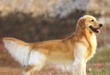 探秘最聪明厉害的狗犬品种（智商高、学习能力强的狗犬品种大揭秘）