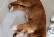 狗狗睡觉漏尿的原因分析（为什么狗狗会在睡觉时漏尿？）
