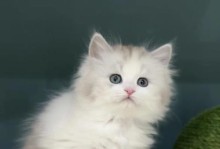 猫科动物的分类及特征解析（揭秘猫科动物的进化历程和生态习性）