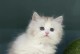 猫科动物的分类及特征解析（揭秘猫科动物的进化历程和生态习性）