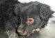 犬瘟病引发的拉肚子是如何产生的？（探究犬瘟病在犬只身体中引发拉肚子的原因与机制）