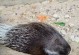 豪猪的8个特殊事实（揭秘豪猪的独特魅力，你知道吗？）