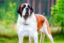 新手养大型犬的最佳选择（适合新手的大型犬品种及养护要点）