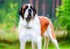 新手养大型犬的最佳选择（适合新手的大型犬品种及养护要点）