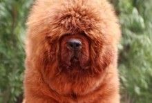 藏獒价格及其变动趋势（探索藏獒市场，了解价格背后的因素）