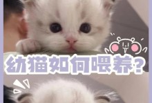 如何判断小猫的年龄？（掌握判断猫咪年龄的方法，提供专业护理与喂养建议）