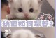 如何判断小猫的年龄？（掌握判断猫咪年龄的方法，提供专业护理与喂养建议）