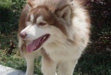 探讨阿拉斯加最佳配种犬种（以宠物为主，为你的阿拉斯加选择最佳配种犬）