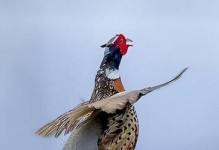 猎犬助力抓野鸡（以什么犬抓野鸡的技巧和训练）